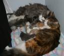 Crazy mom-cats