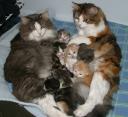 grandma-mom-kittens-05252007.JPG