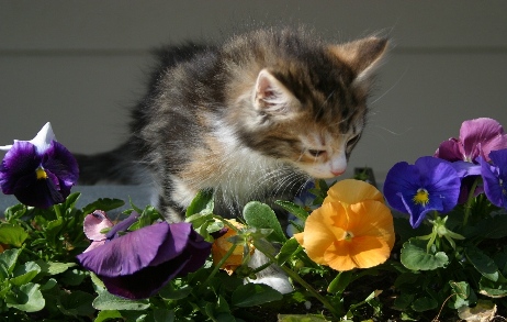 Stop & smell the flowers