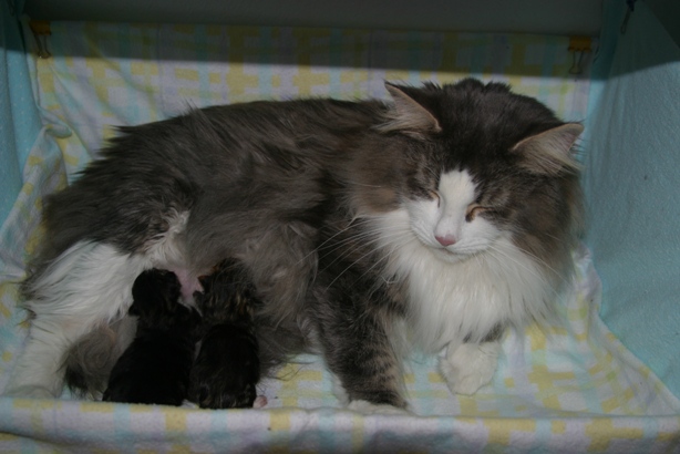 Talia, Zakath & Cyradis 05202007