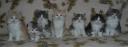 Belgariad Babies - 7 weeks