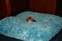 Cyra in the fluffly bed