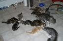 feeding frenzy