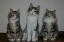 leprechauns-07302007-blog.JPG