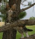 cyradis-11-wks-2.JPG