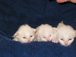 SassafrasKat Snow Babies