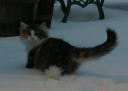 Basia Snow 1