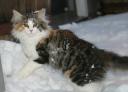 Basia Snow 2