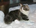 Basia snow 4