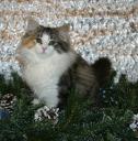 Norwegian Forest Cat Basia