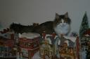 catzilla-polgara-in-village-12032007-1.JPG
