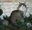 Fin - Christmas photo