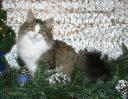 Polgara - Christmas Photo