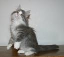 Aviendha (Norwegian Forest Cat) playing
