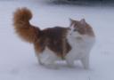 McCoy Snow 1