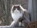 Fiala - Norwegian Forest Cat