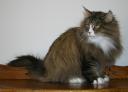 Shira 7 years 2