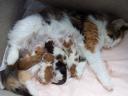 Danica and kittens
