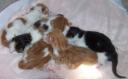 Danica & McCoy’s Warrior Kittens