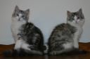 Two beautiful girls