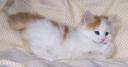 brightheart-5-wks-6.jpg