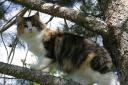 buzzys-forest-cat-adventure-1.JPG