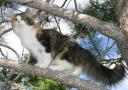 buzzys-forest-cat-adventure-2.JPG