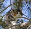 buzzys-forest-cat-adventure-3.JPG