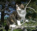 buzzys-forest-cat-adventure-7.JPG