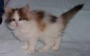 dawnflower-6-weeks-3.jpg