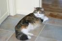 kali-cantaloupe-1.JPG