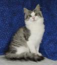 ohanna-ariane-in-chehalis-06152008.JPG