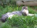 fin-in-the-run-07092008-1.JPG