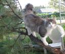 fin-in-the-run-07092008-3.JPG