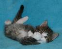 Crenshaw 5 weeks old