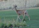 evening-visitor-08122008-1.JPG