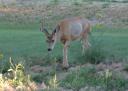 evening-visitor-08122008-3.JPG