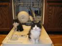 helpful-melons-do-the-dishes.JPG