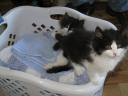 helpful-melons-fold-the-clothes.JPG