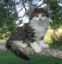 pepino-7-weeks-2.JPG