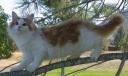 Firestar 1