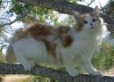 Firestar 2