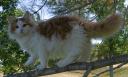 Firestar 3