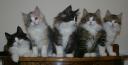 melons-12-wks-looking-anywhere-but-at-mom.JPG