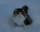 basia-in-the-snow-12262008-2.jpg