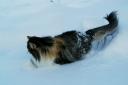 basia-in-the-snow-12262008-3.jpg