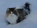 basia-in-the-snow-12262008.jpg