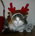 basia-the-pink-nosed-reindeer.jpg