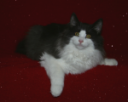 charlie-12072008-1.png