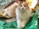 dsc00200-pie-2008.jpg